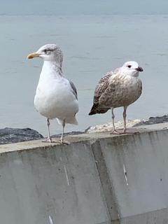 The first seagulls of many